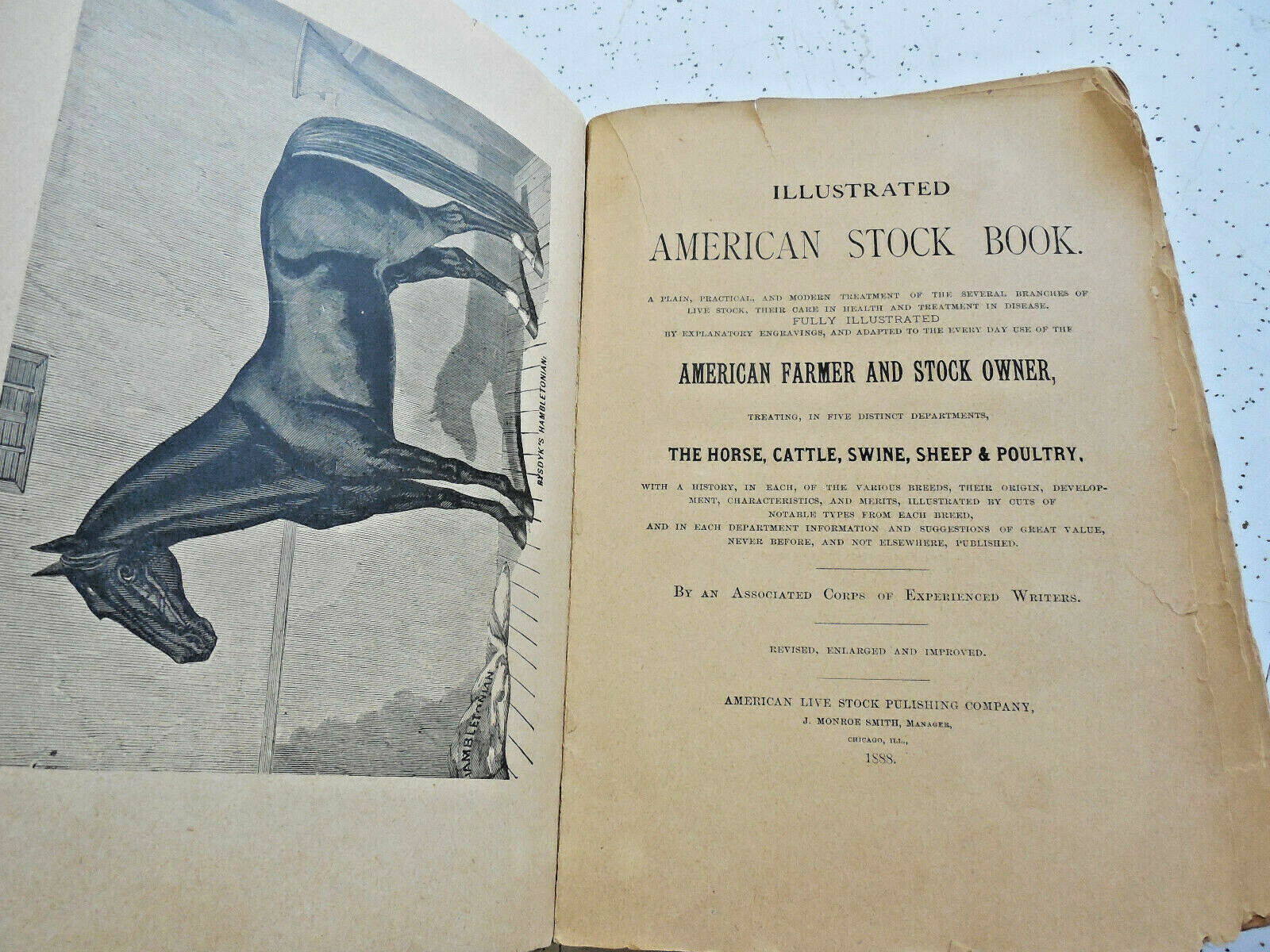 Antique 1888 Illustrated American Stock Book Horse Cattle Sheep Veterinary Book