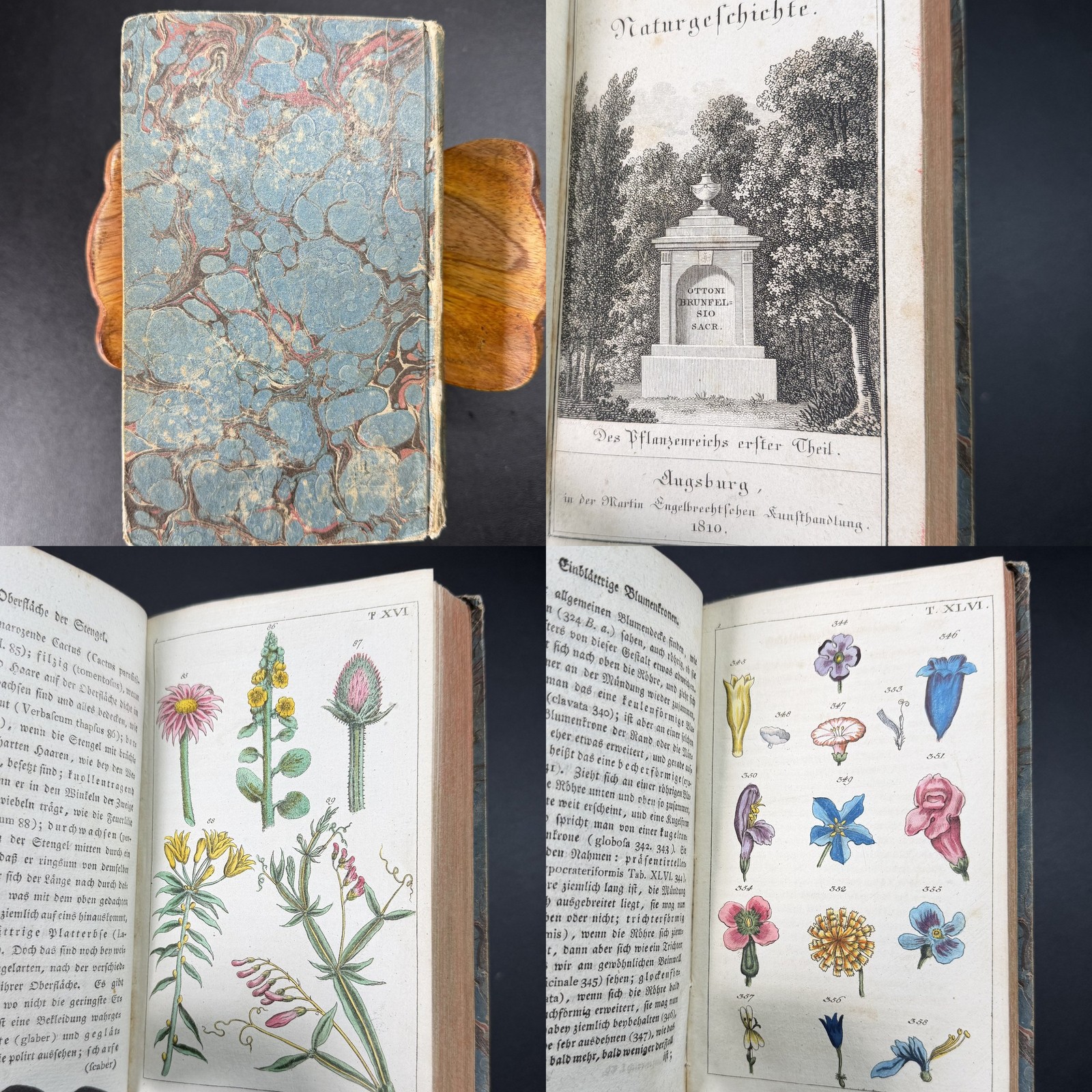 1810 🌿 German Botany 57 of 58 Hand Colored Plates Wilhelm Augsburg Vol 1 Only