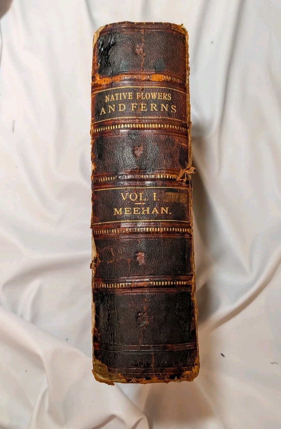 Antique Native Flowers and Ferns by Thomas Meehan 1878 Vol 1, Chromolithographs