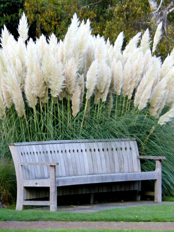 100+ White Pampas Grass Seeds | Ornamental Grass Non-GMO Garden Seeds USA
