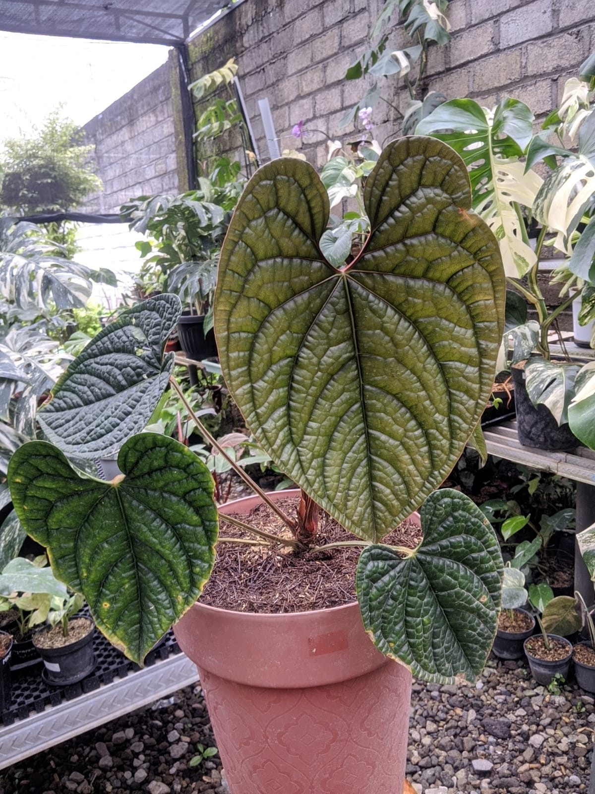 Anthurium Luxurian Ecuador Very Beauty Real Picture Free Phitosanytari