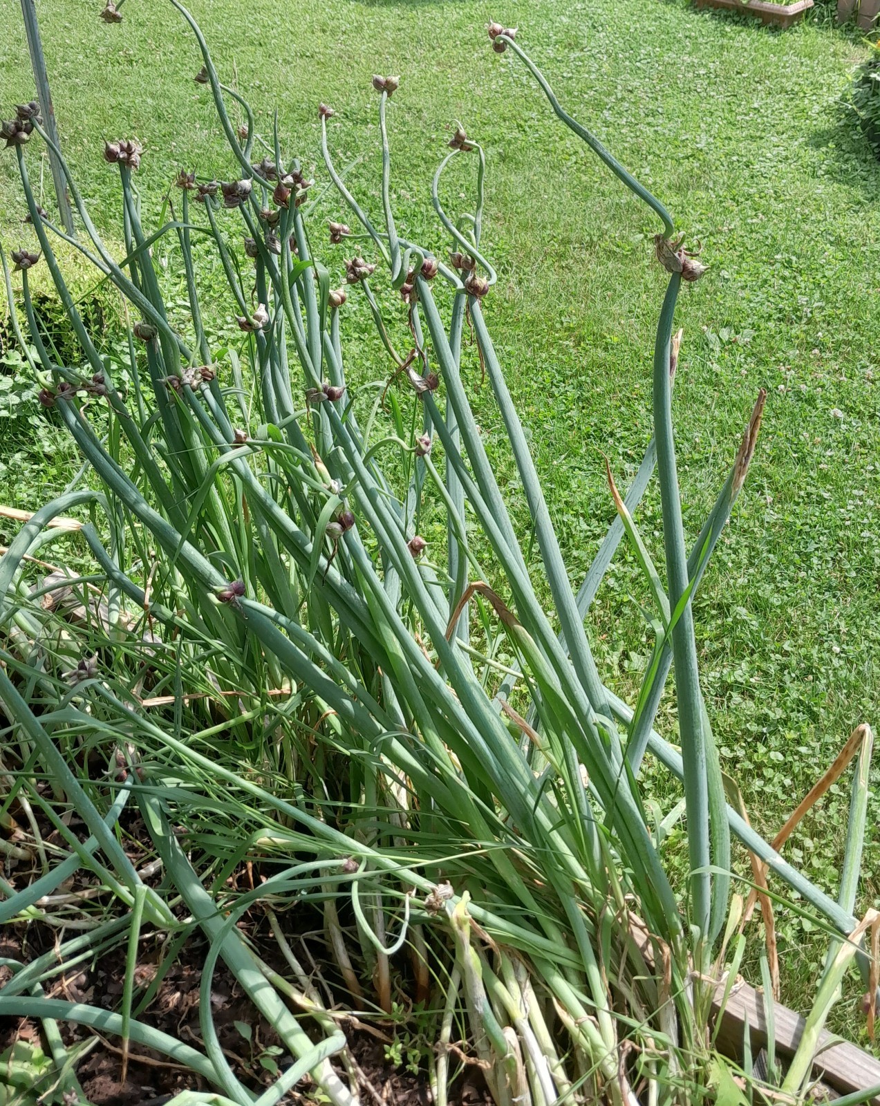 35 Egyptian Walking Onions Small Bulblets bulbs Freshly Picked Organically Grown