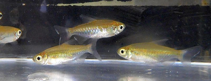 4 congo tetras 4 congo tetras