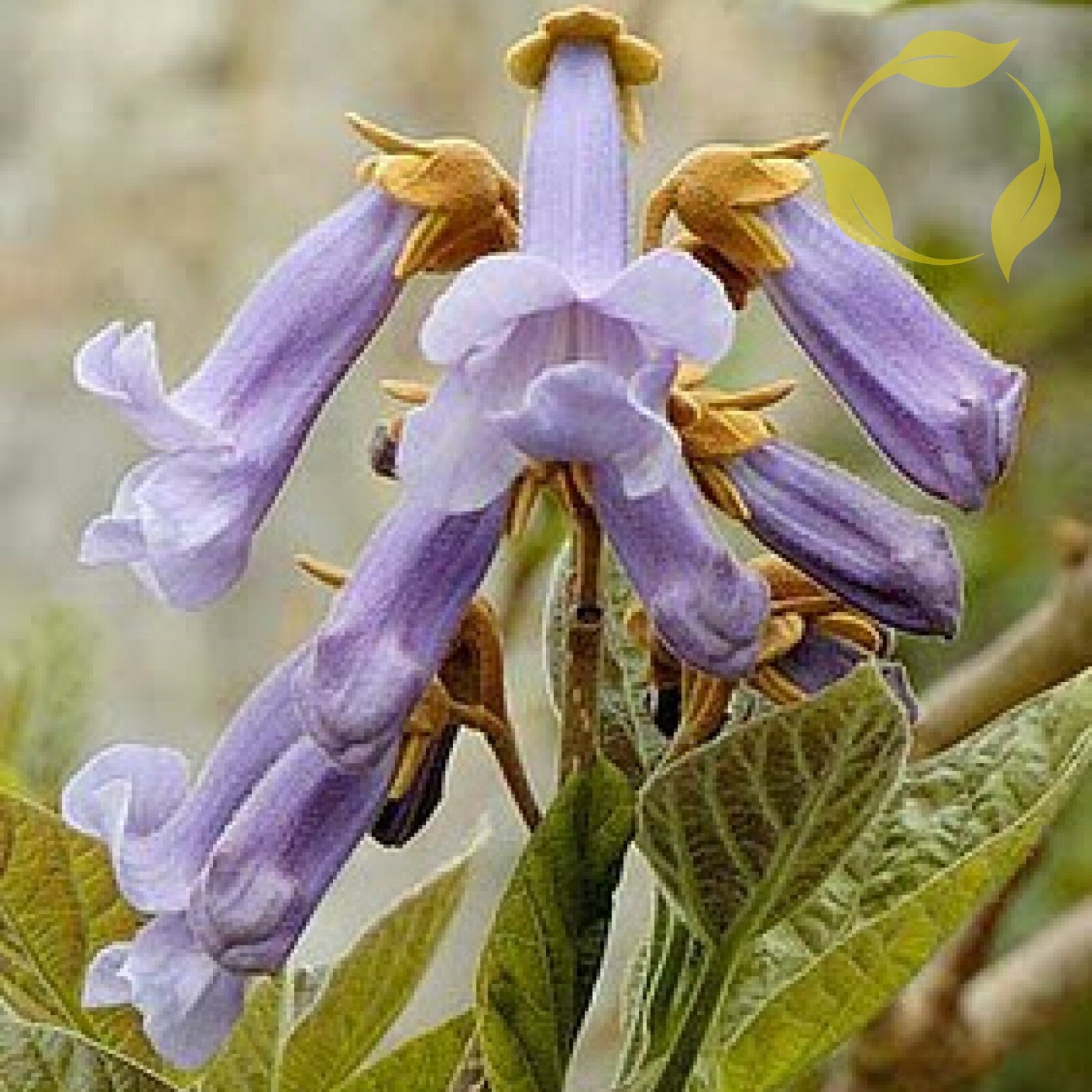 BEAUTIFUL PAULOWNIA TREE Paulownia Elongata - 200 SEEDS. *LESS S&H (PROMO)
