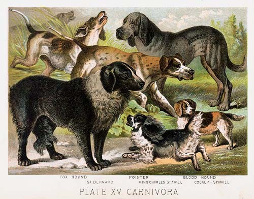 Original 1880 Johnson\'s Household Book of Nature Color Lithograph: Hounds/Dogs Original 1880 Johnson\'s Household Book of Nature Color Lithograph: Hounds/Dogs