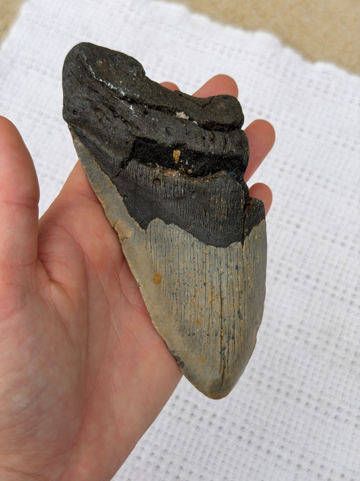 Real Megalodon Shark Tooth 5.25” Big Fossil Shark Teeth From NC