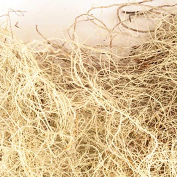 WholeSALE Wildcrafted Usnea Lichen PREMIUM Dried Whole-4 oz, 1, 2 lbs.