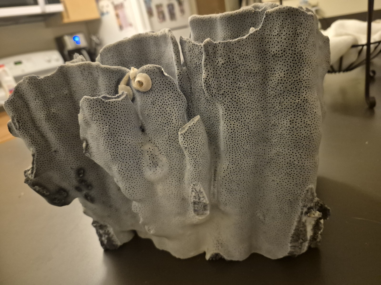 XLarge, Natural Blue Coral. Approx 10 Inches Across, 7 Inches High
