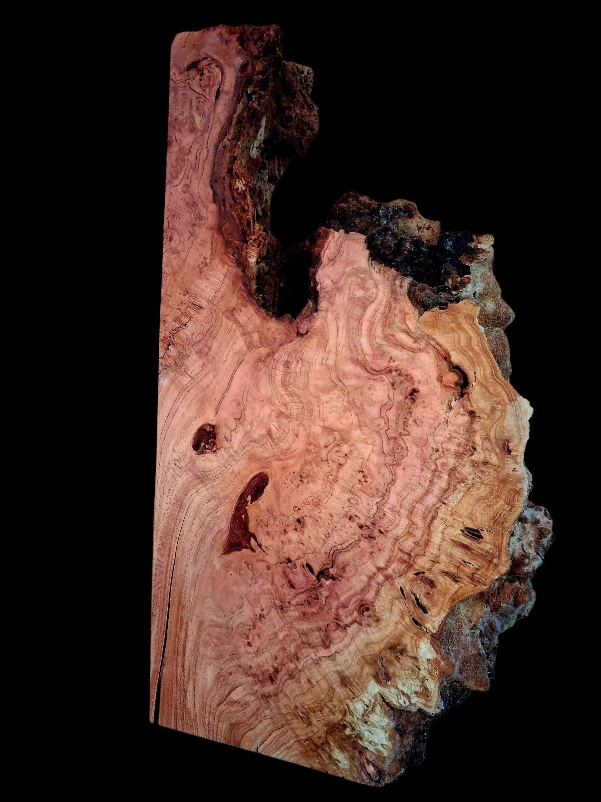 XL Wicked CURLY Birdseye Cherry  BURL Wood Slab EPOXY/Turning Wood Curly Cherry 