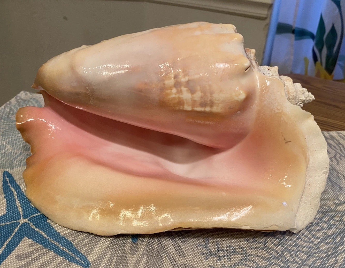 Huge-Queen Conch Sea Shell Natural Pink Cream Nautical Decor -END OF SUMMER SALE