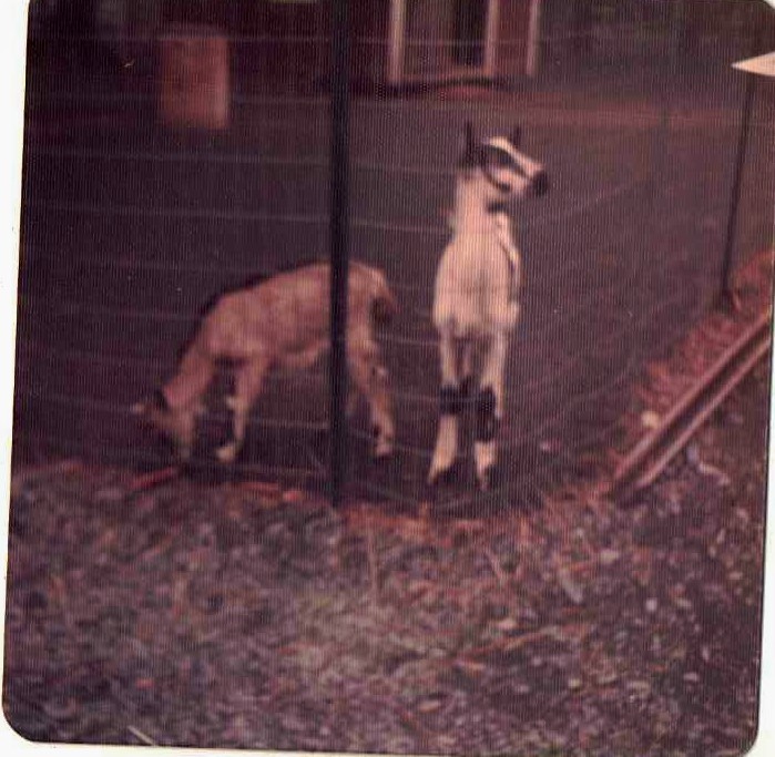 Old Vintage Photograph Goats At Knoebel\'s Park PA. 1974 Old Vintage Photograph Goats At Knoebel\'s Park PA. 1974