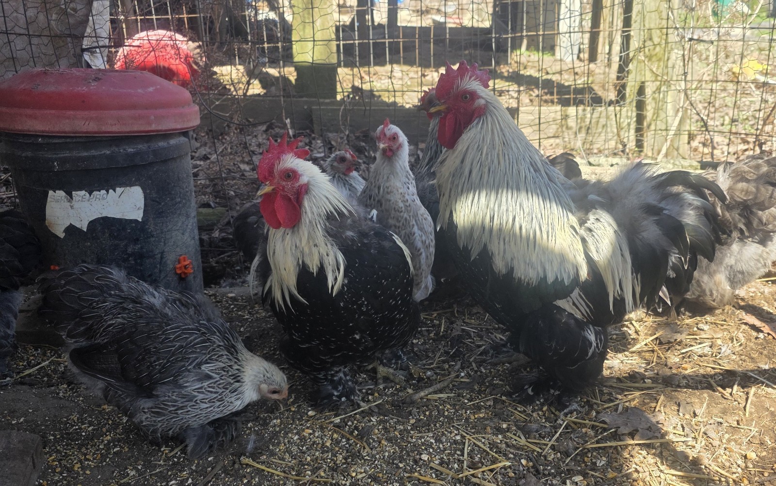 6++ Silver Penciled Bobtail Cochin Bantam Eggs 6++ Silver Penciled Bobtail Cochin Bantam Eggs
