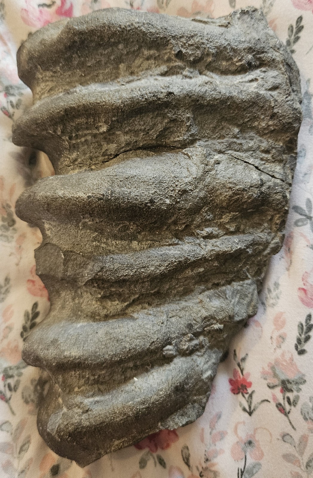 Museum Grade Devonian Glass Sponge Fossil Ceratiodictya cincta NY Hexactinellid