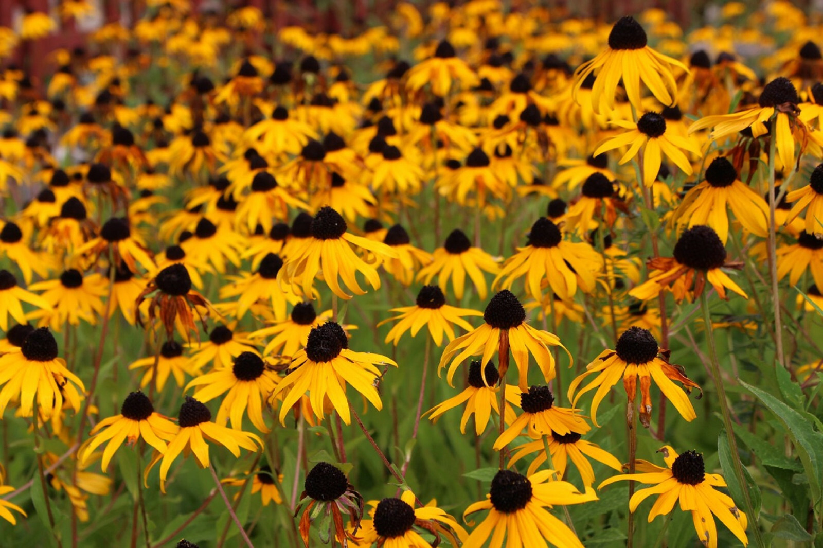 2,500+ Black Eyed Susan (Rudbeckia Hirta) Flower Seeds Yellow 