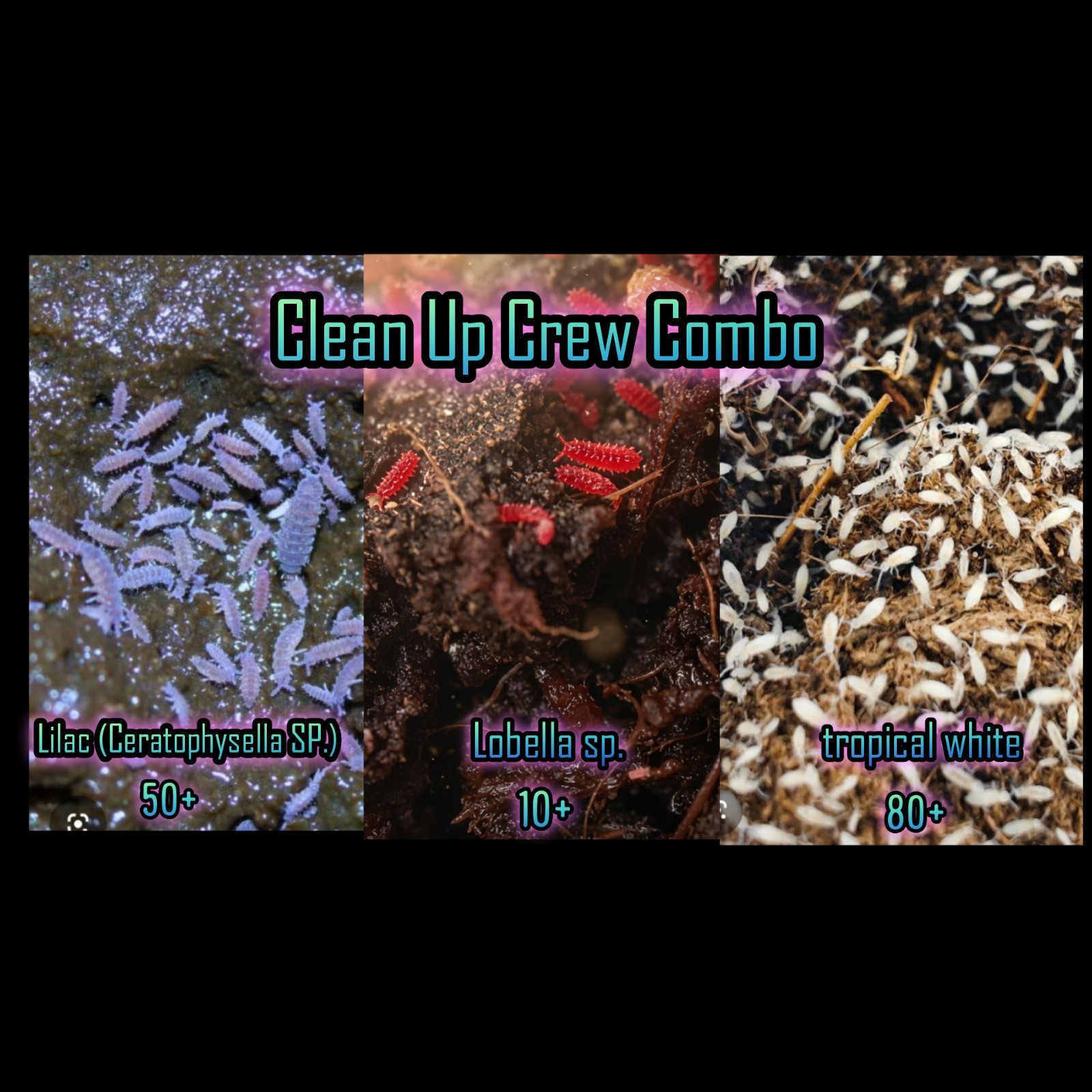 Clean Up Crew Combo (#001) Reptile Supplies/Feeders Clean Up Crew Combo (#001) Reptile Supplies/Feeders