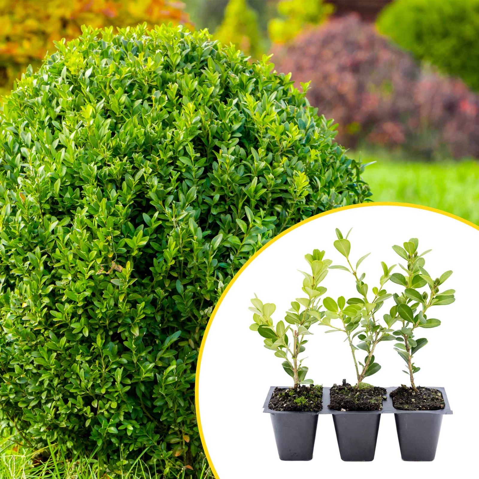 3 Japanese Boxwood Plants in 2.5” Cubes, Dense & Compact Evergreen Shrub (Buxus) 3 Japanese Boxwood Plants in 2.5” Cubes, Dense & Compact Evergreen Shrub (Buxus)