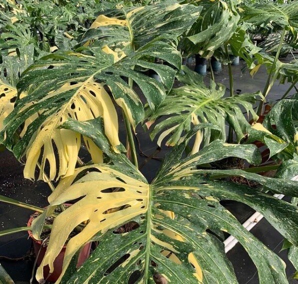 Monstera Thai constellation Variegated