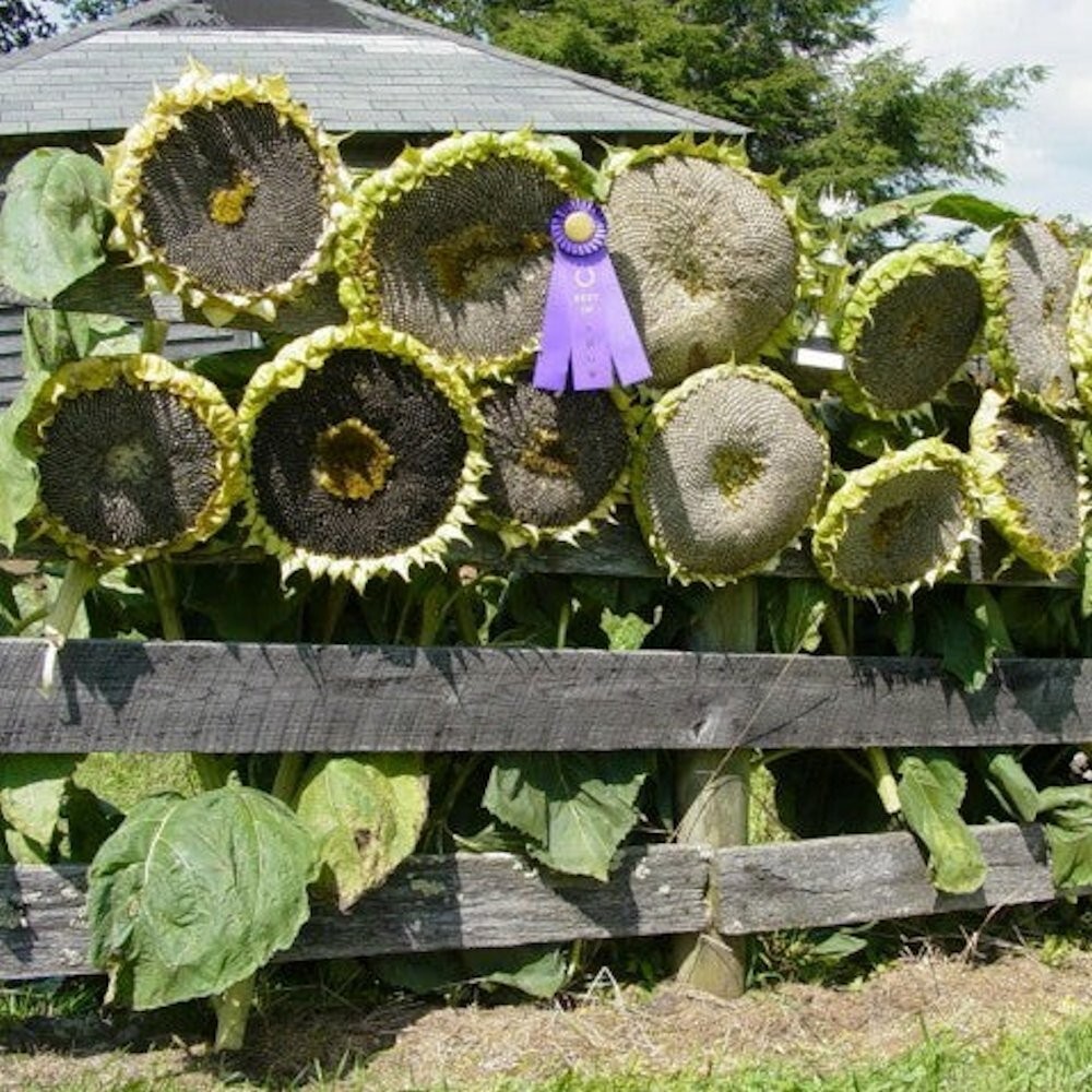 50 GIANT MONGOLIAN SUNFLOWER SEEDS Non-GMO USA Seller 