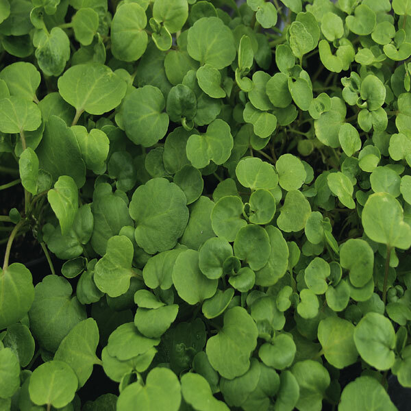 True Watercress Seeds | 1,000 Seeds | Heirloom / Non-GMO |  | 1157