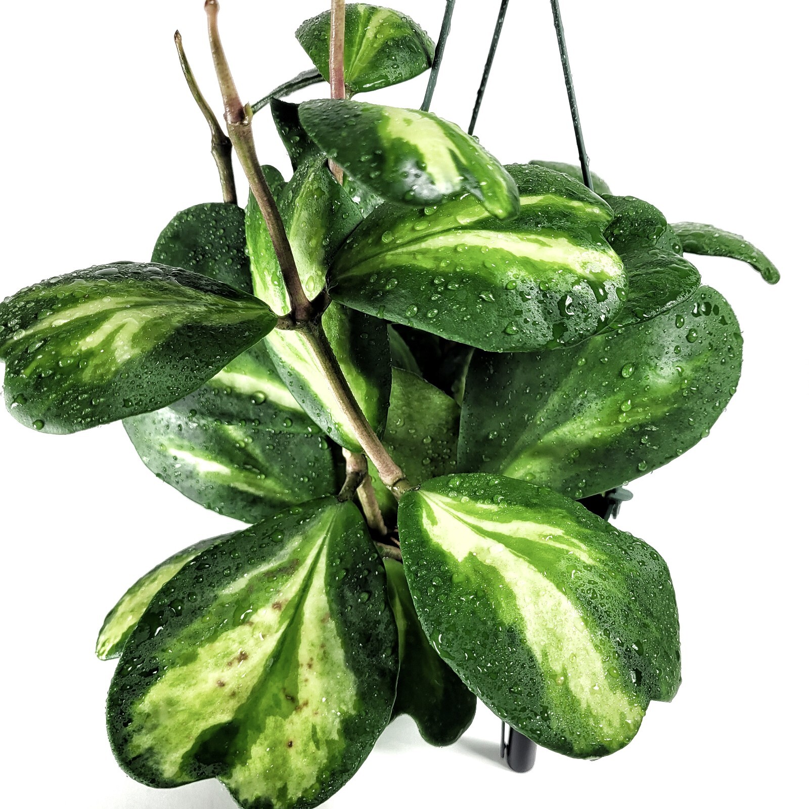 Hoya Kerrii Reverse Variegated bare roots - Heart shape leaves - CA Seller