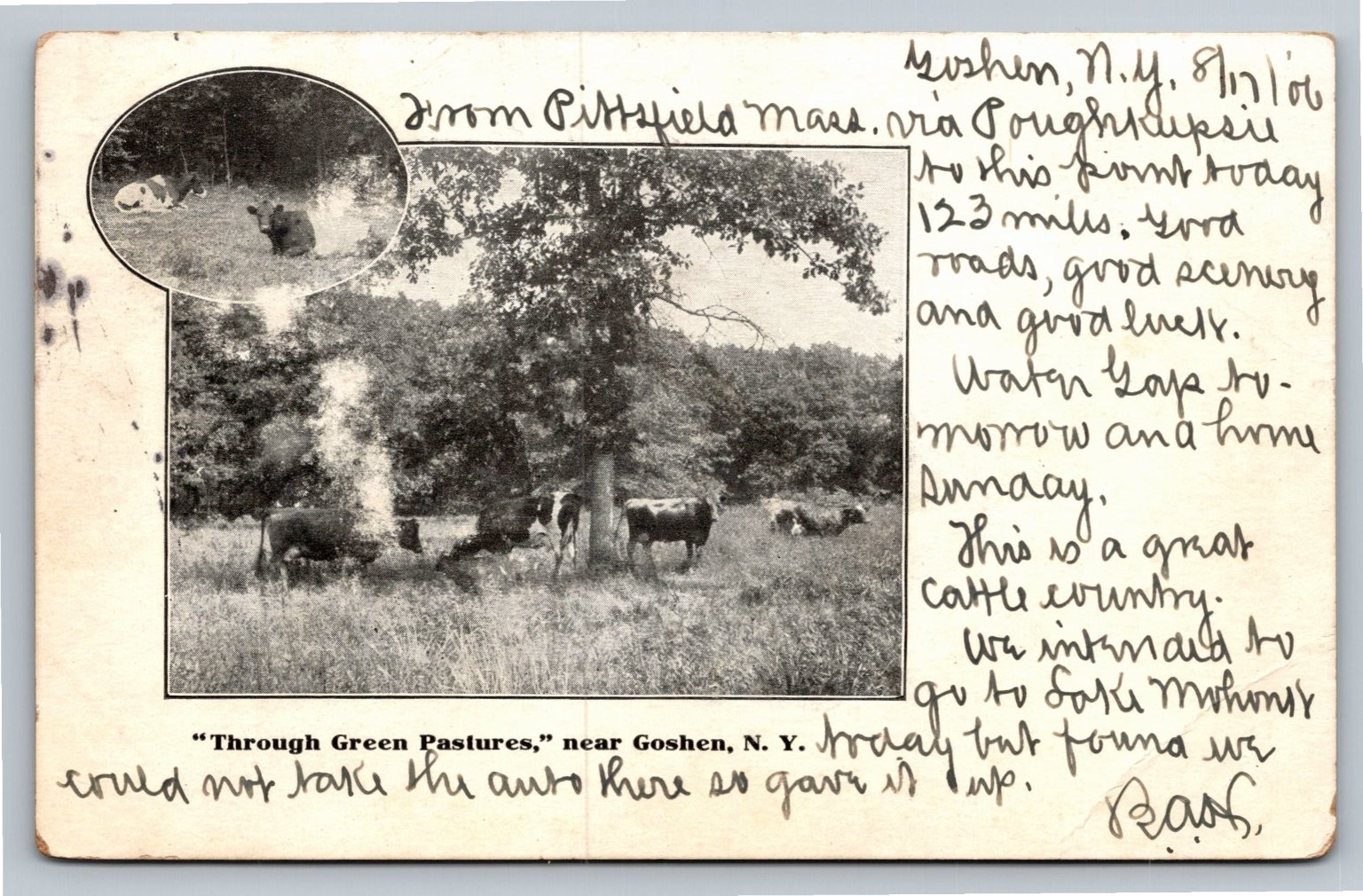 1906 Goshen NY Postcard Through Green Pastures Cattle Farm Orange Co