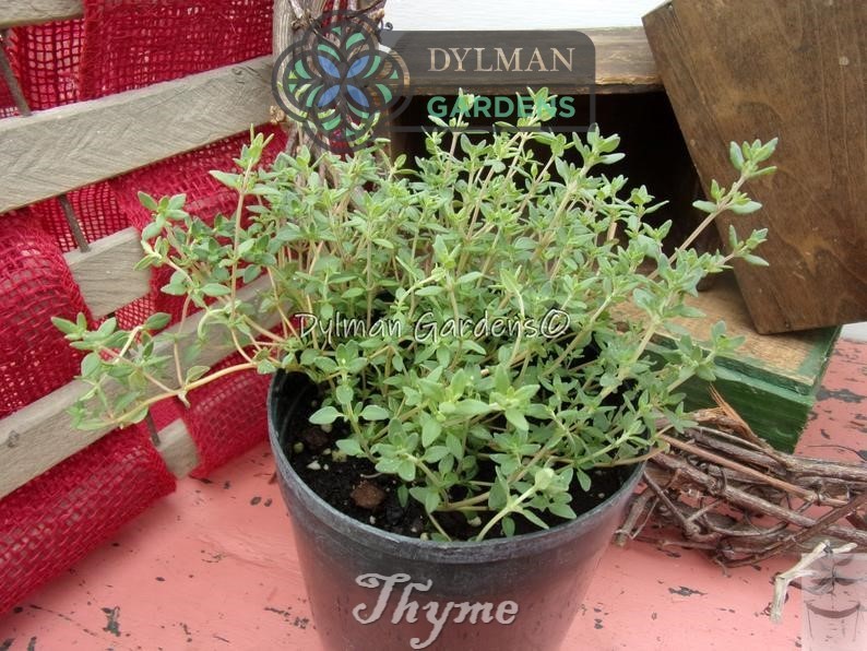 Common Garden Thyme Plant (Thymus vulgaris) Culinary Herb - Multiple Sizes