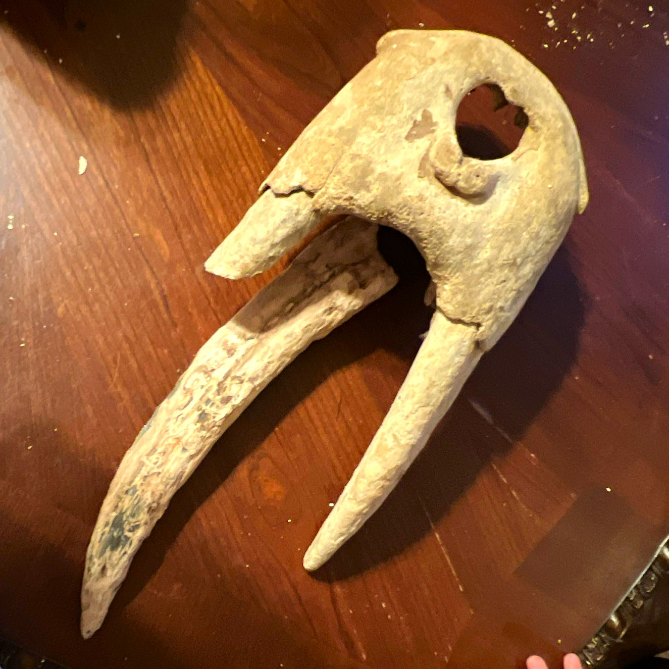 Large Unidentified Mammal Fossil Skull with Tusks - Skull & Loose Tusk Large Unidentified Mammal Fossil Skull with Tusks - Skull & Loose Tusk
