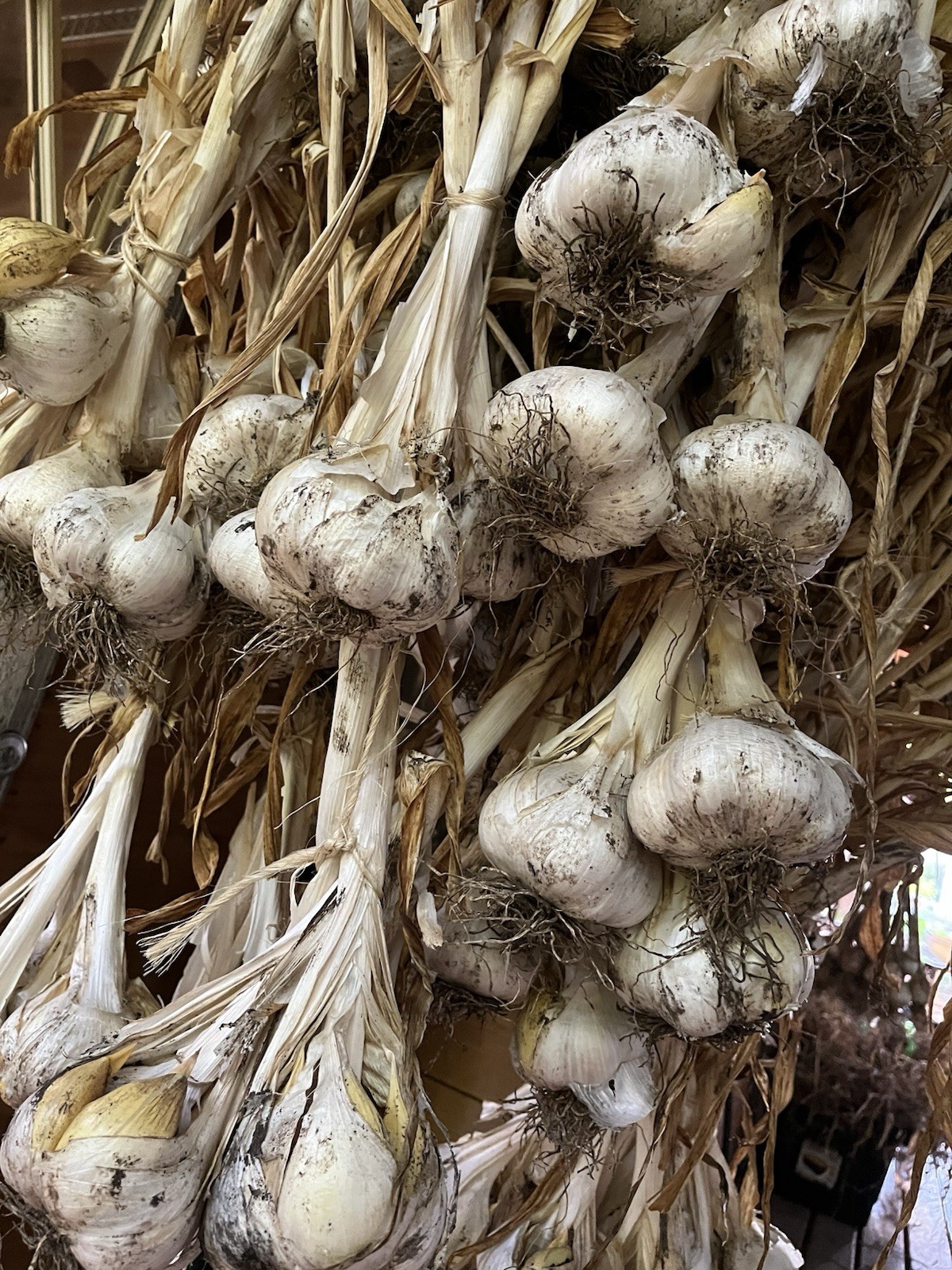 2+ lb Elephant Garlic Bulbs