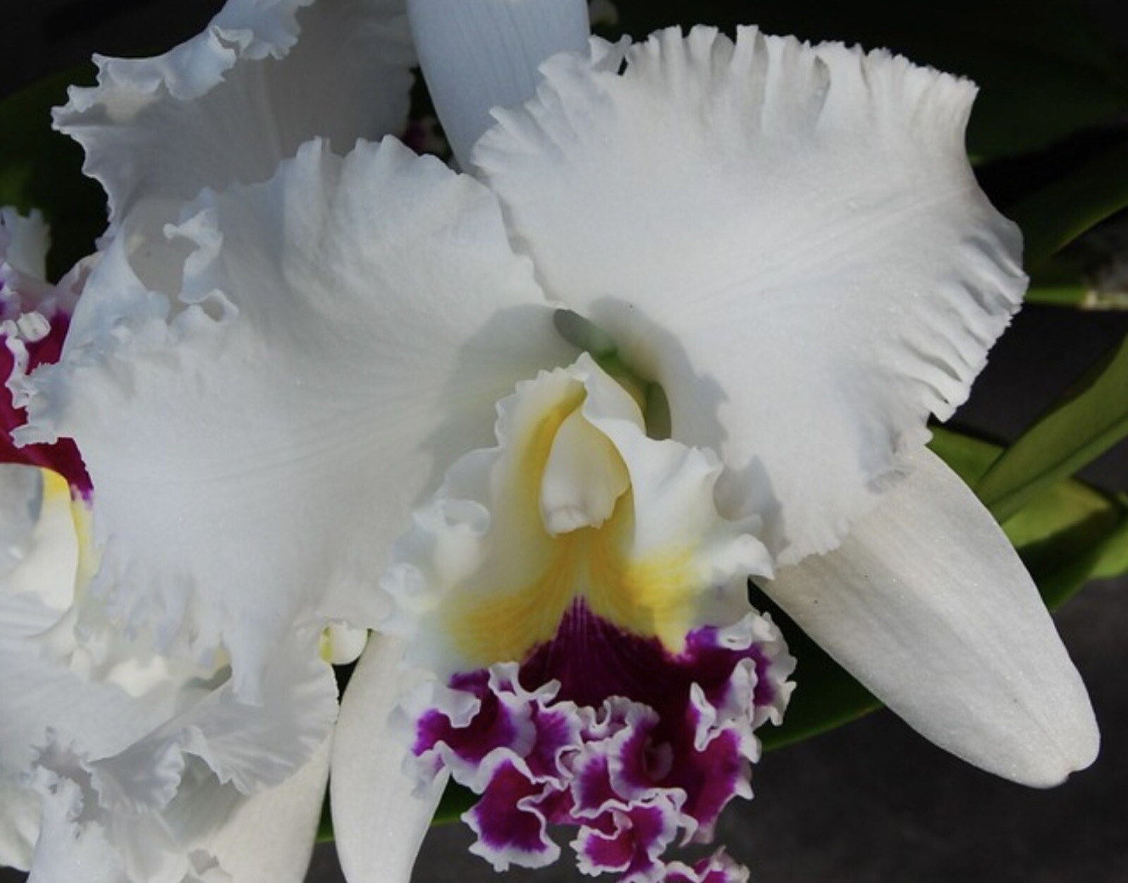 Lc. Nippon \'Livinza\' Cattleya Orchid Plant 4” corsage Type Fragrant FRAGRANT