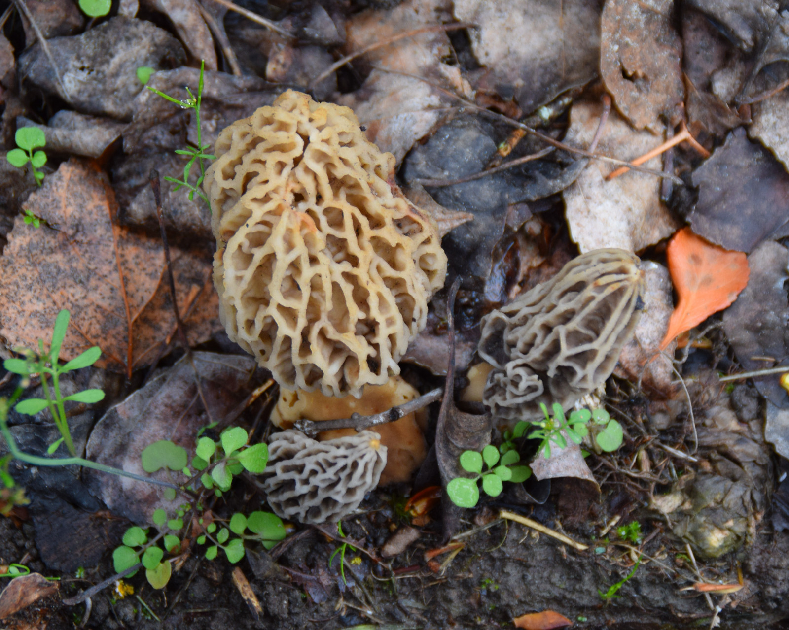 FIRST Backyard Morel Mushrooms Grow Kit - Morel Habitat Kit ® FIRST Backyard Morel Mushrooms Grow Kit - Morel Habitat Kit ®