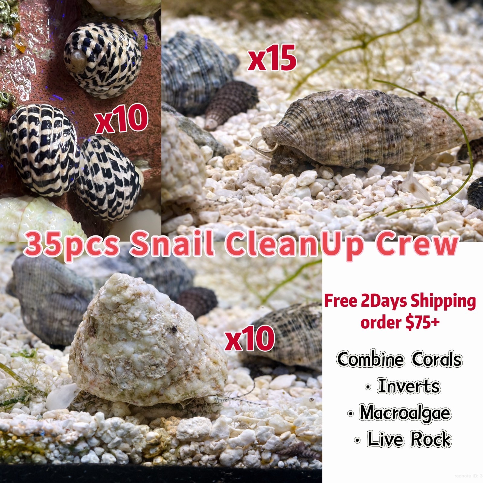 40-75Gal Saltwater Snail Reef Clean Up Crew Comb-Remove Cyno Diatom Hair Algae