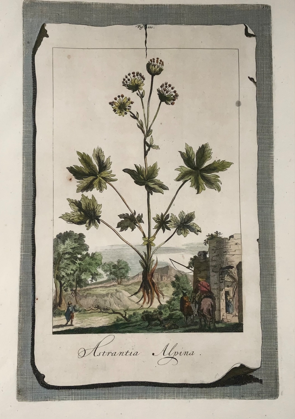 1696 Astrantia Alpina, large folio, botany, Abraham Munting, large folio