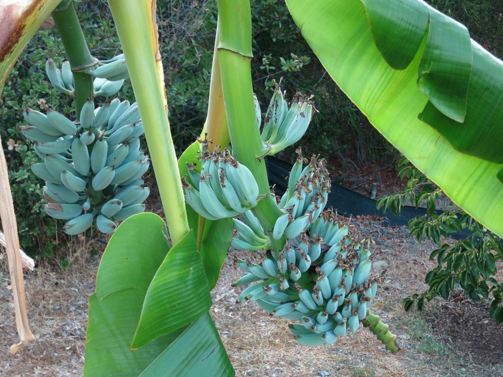 -Musa-ICE CREAM (BLUE JAVA)- Live Banana Tree-SMALL ROOTED STARTER PLANT-