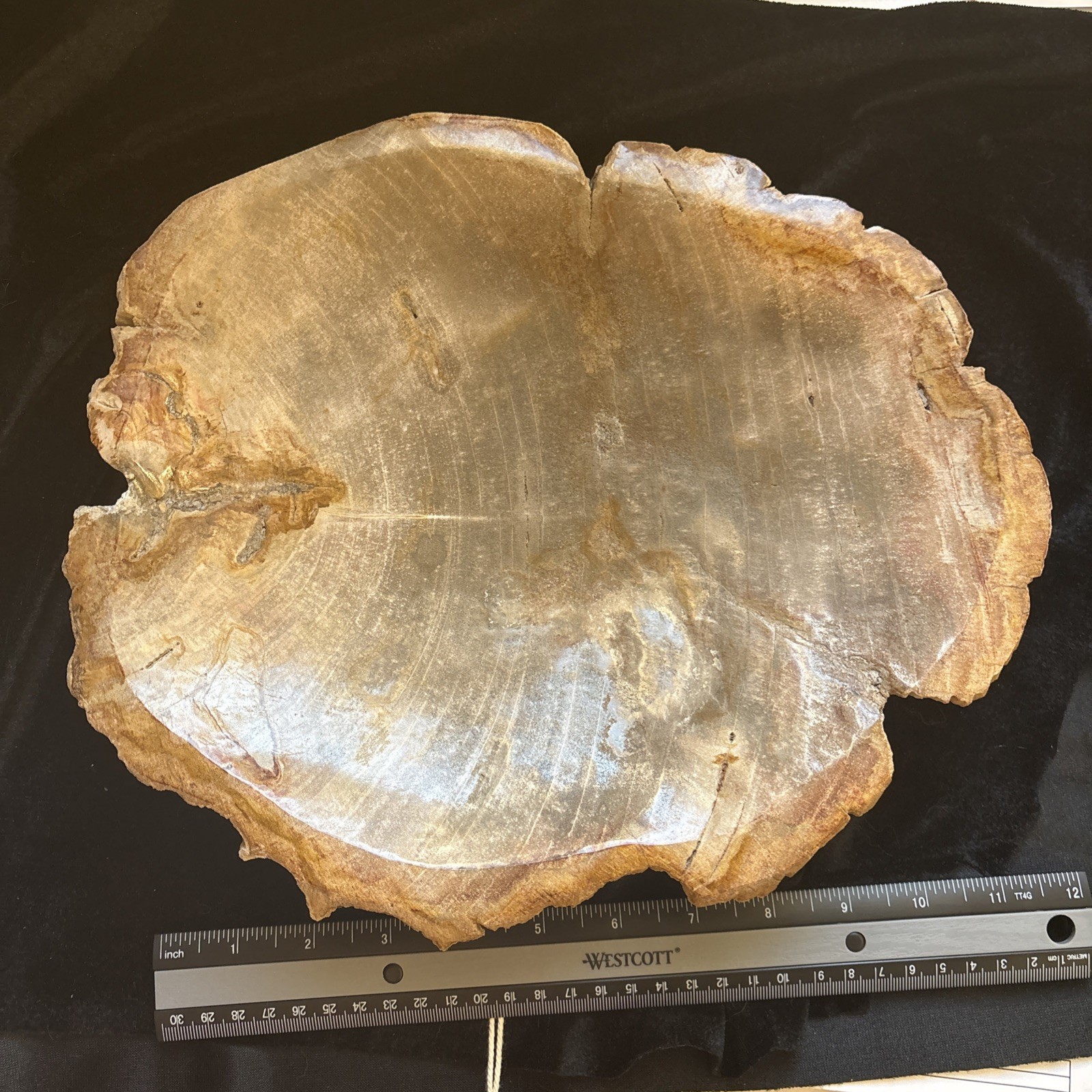 13lb Petrified Wood Dish 12”x10.5”x2.25” Carving Natural Trike Meditation Stone 13lb Petrified Wood Dish 12”x10.5”x2.25” Carving Natural Trike Meditation Stone