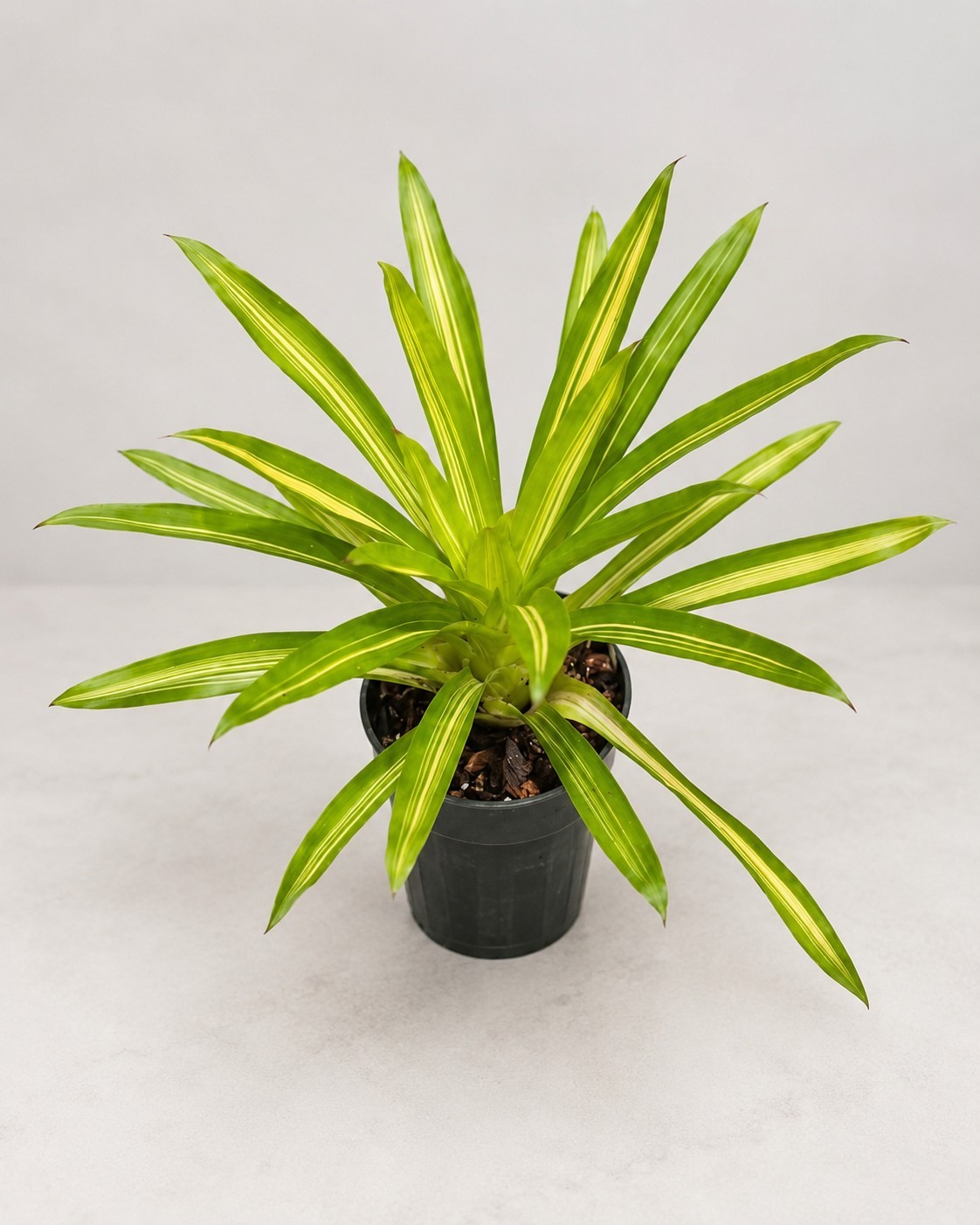 Rare Guzmania ‘Ice Cream’ Variegated Bromeliad Live Plant – 4-Inch Pot