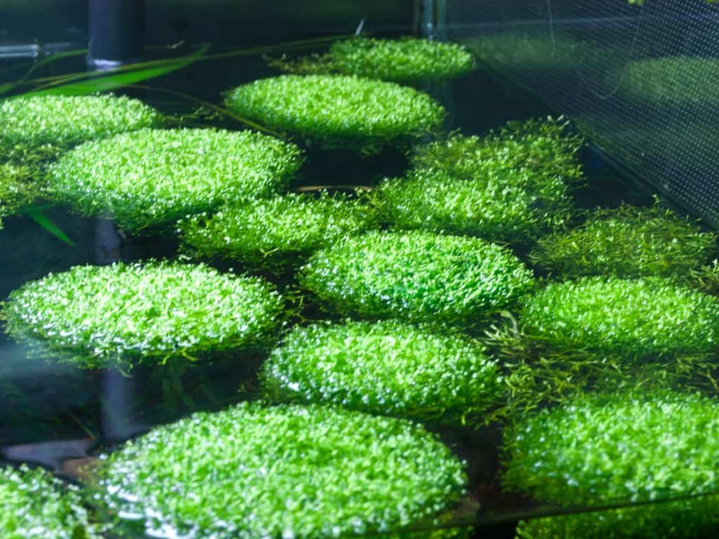 Riccia Fluitans 2x2 Inch Buy 2 Get 1 Free Aquarium Plant Crystalwort BEST VALUE