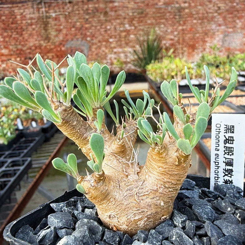 1PCS 6-7cm Seedgrowth Othonna Euphorbioides Caudex Cactis Garden Rare Planting 1PCS 6-7cm Seedgrowth Othonna Euphorbioides Caudex Cactis Garden Rare Planting