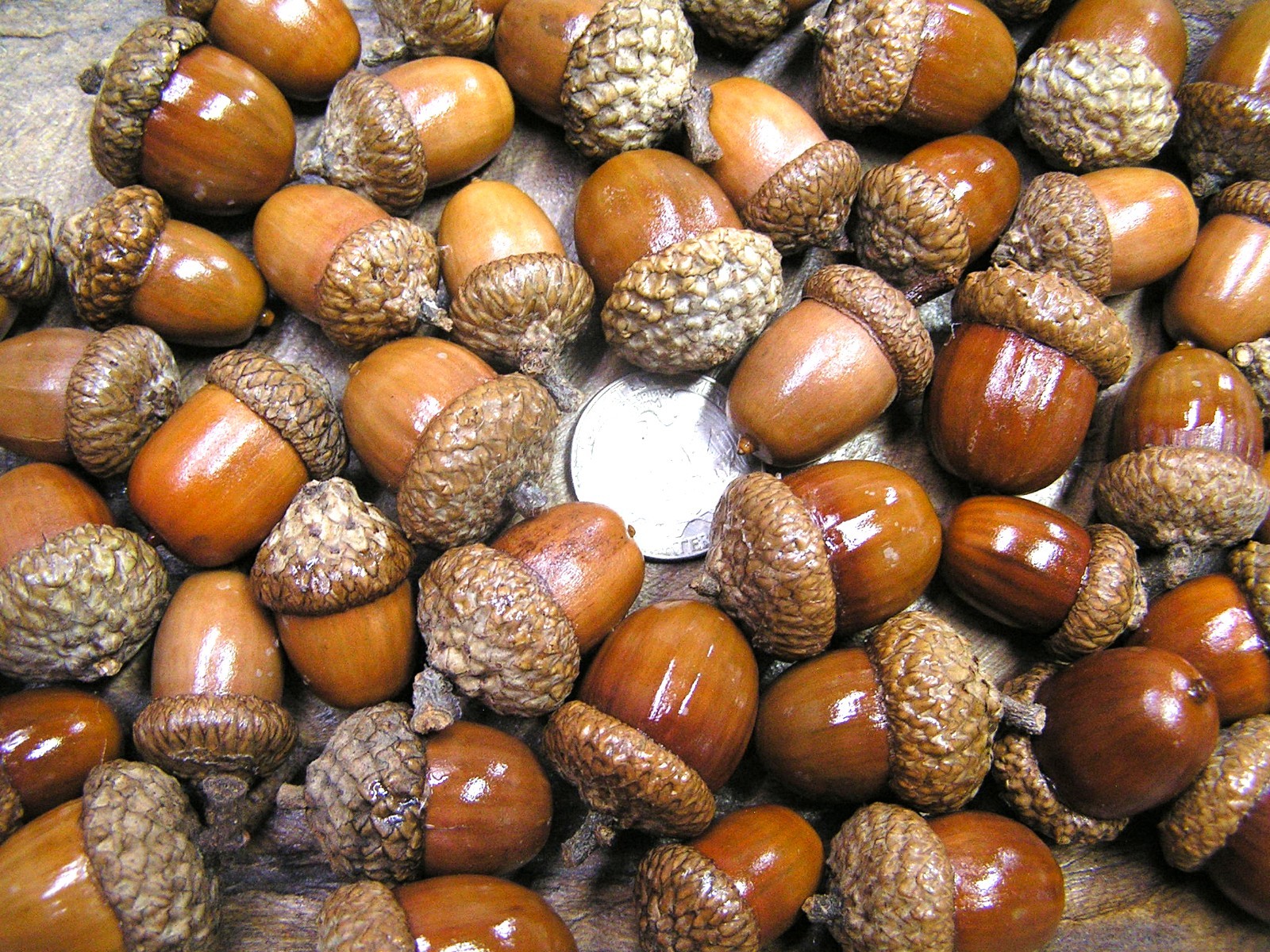 48 dried acorns With caps for fall crafts, Real acorns,  Natural finish 2
