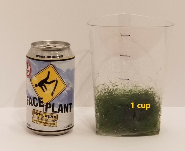 1 cup of Macro Algae Chaetomorpha Chaeto Marine Aquarium Refugium Free Priority