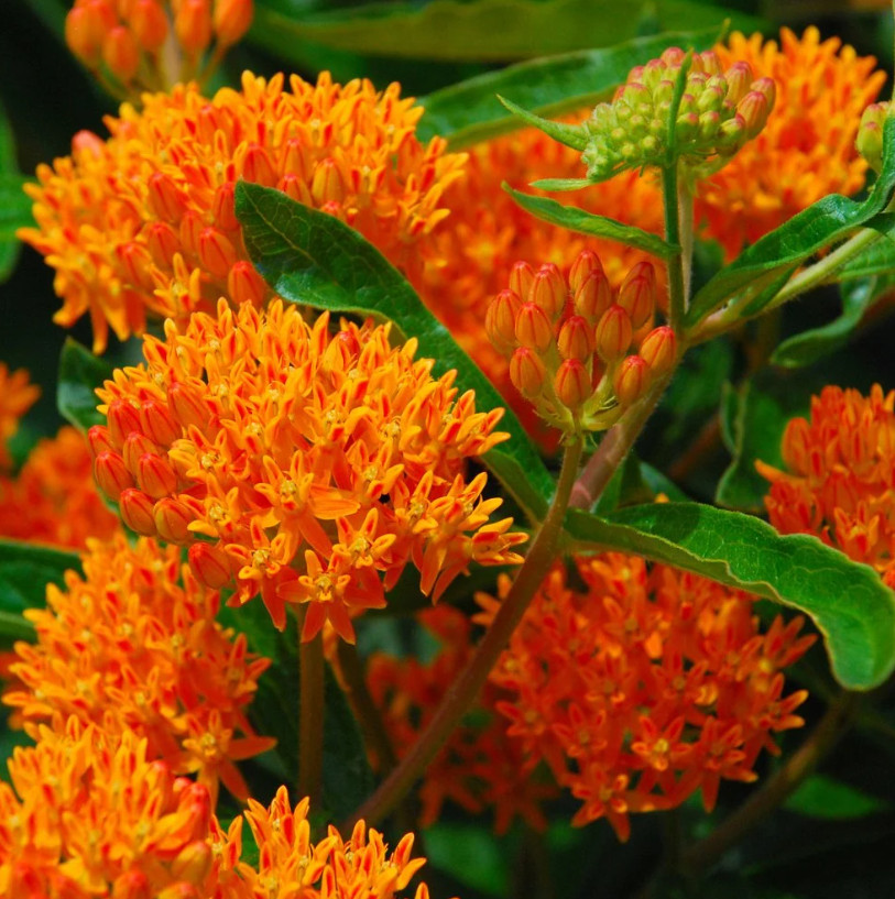 2 Orange Milkweed Live Plants – 4-6\