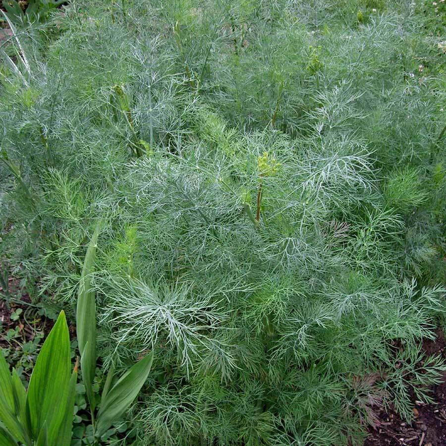 Dukat Dill Seeds | 500 Seeds | Heirloom / Non-GMO |  | 1146