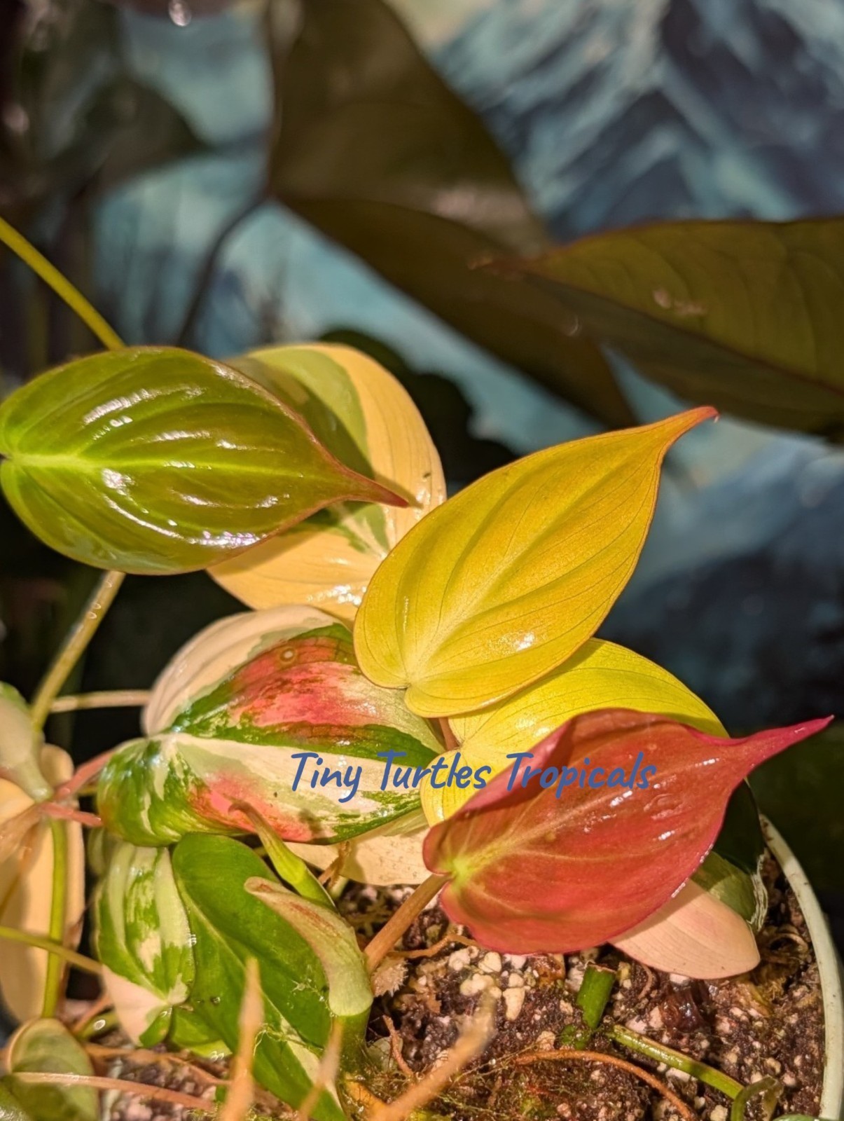 Philodendron Micans Variegated: entire pot EXACT updated and relisted
