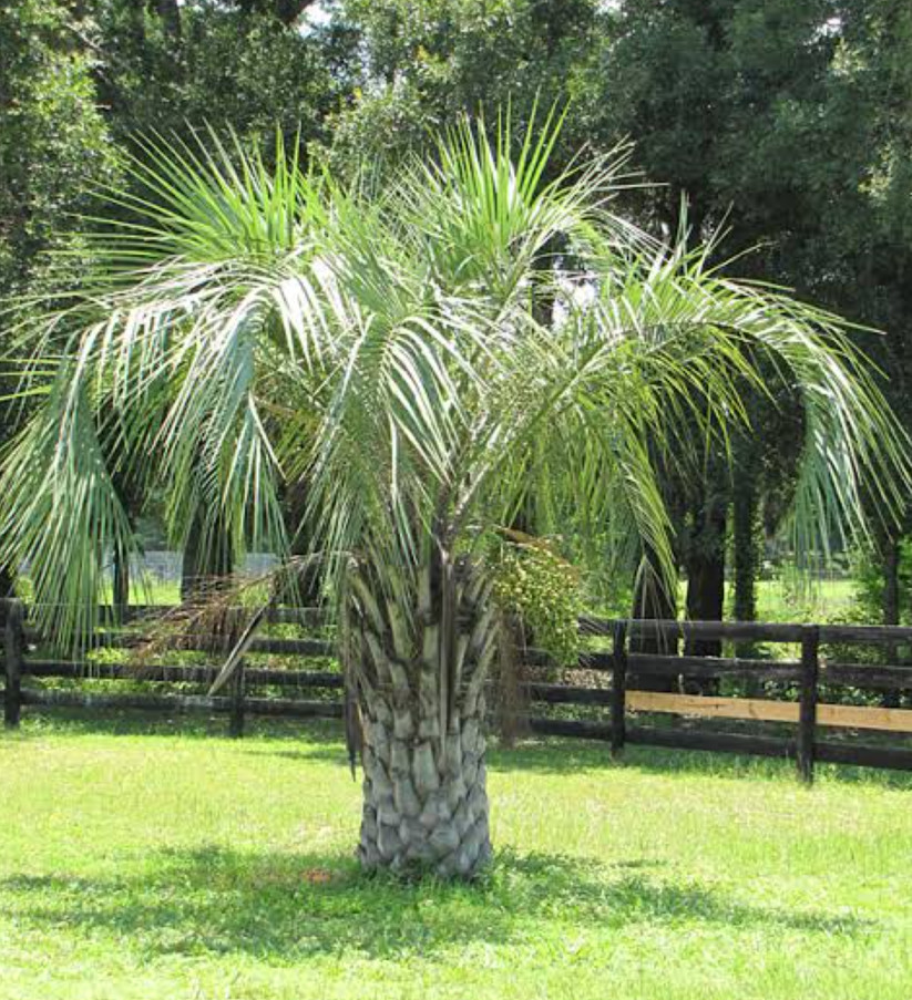 Jelly Palm Live Plant - Butia odorata - Cold Hardy - Pindo Palm - Size #1