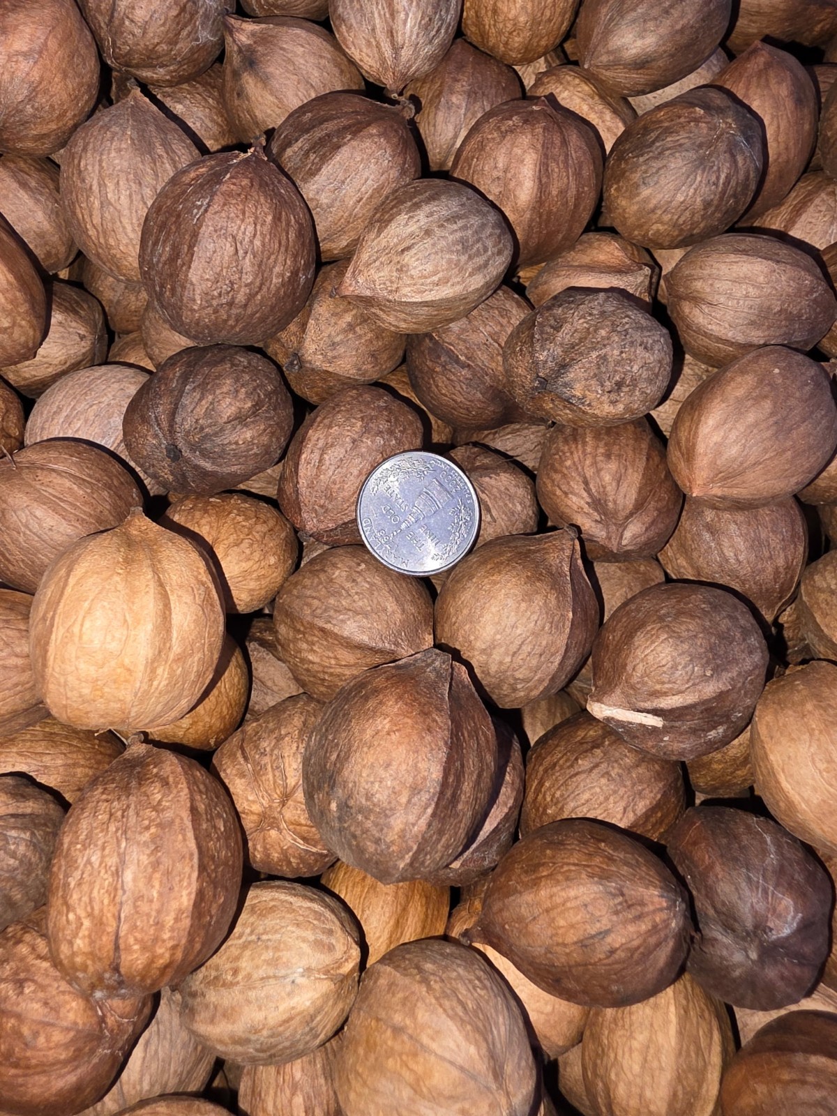 5 Lbs 2025  Organic South Carolina Shellbark Hickory Nuts Seed/Smokers/Wildlife