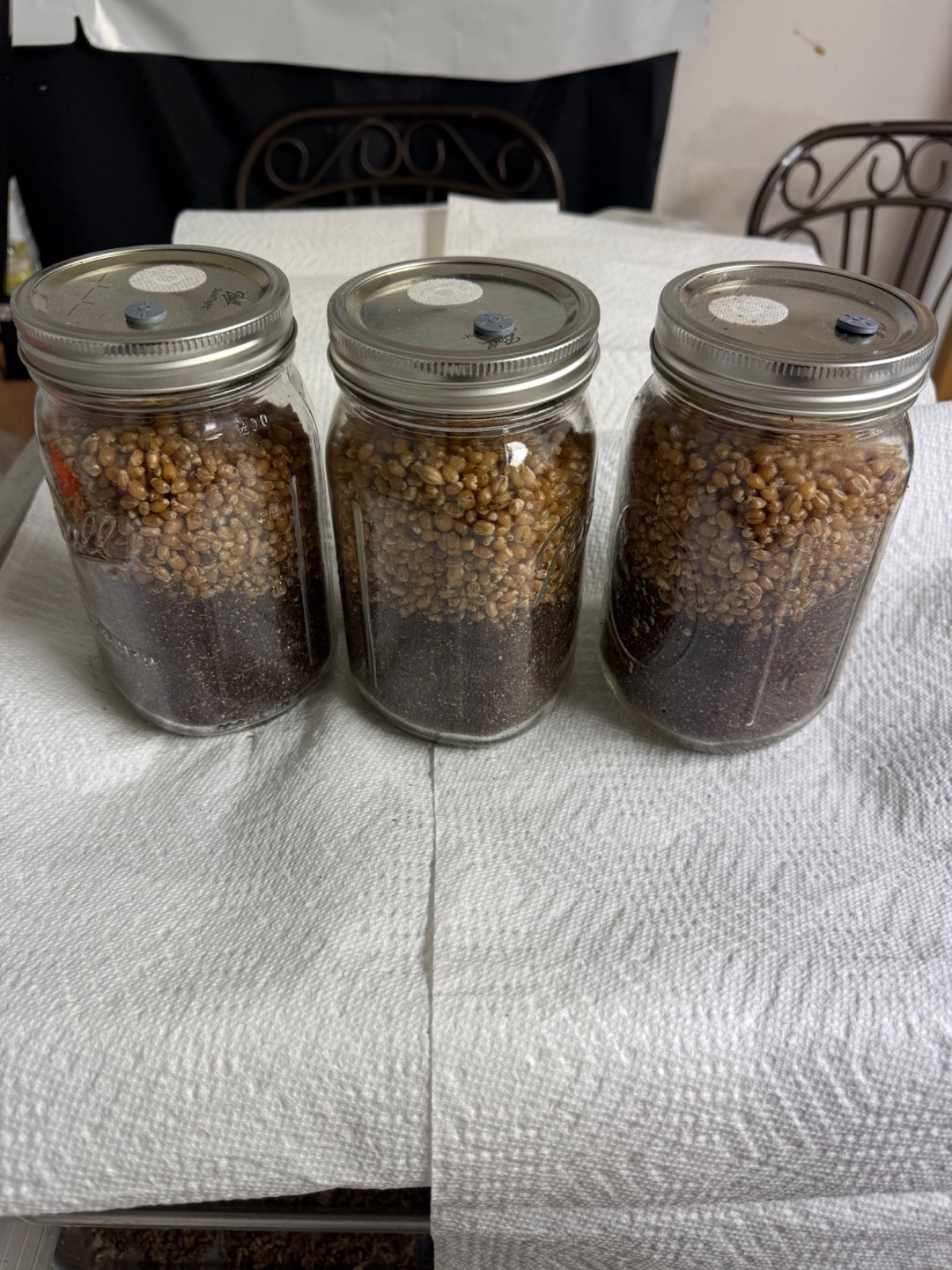 10 All in one mushroom grow jars 1 quart size jar, ten jars per pack