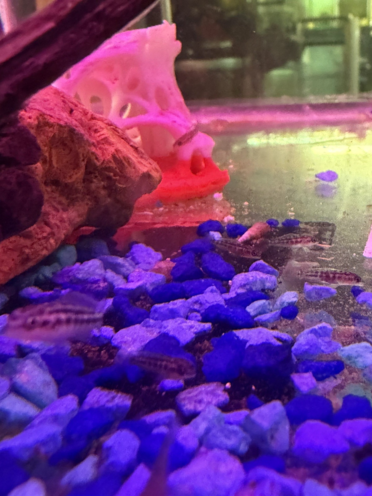 (3pack)Julidochromis Dickfeldi buy 2 (3packs) get 3 fish free – .75in Juveniles