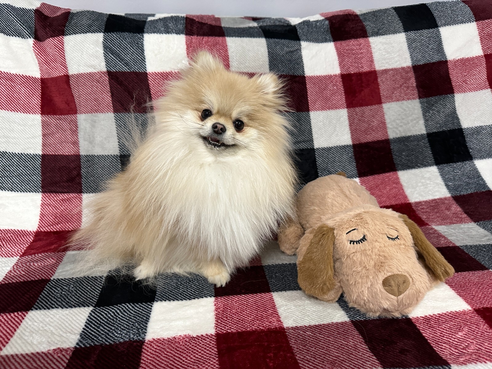 Snuggle Puppy Heartbeat Toy - Reducing Anxiety and Sleep Training in Young Dogs