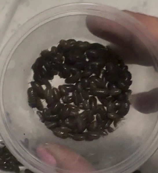 1000+ Pill Bug Bulk Roly Poly Isopod Terrarium Cleaner Bioactive Clean Up Crew