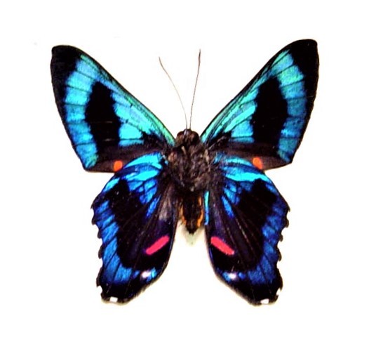Ancyluris meliboeus red blue black butterfly Peru unmounted wings closed