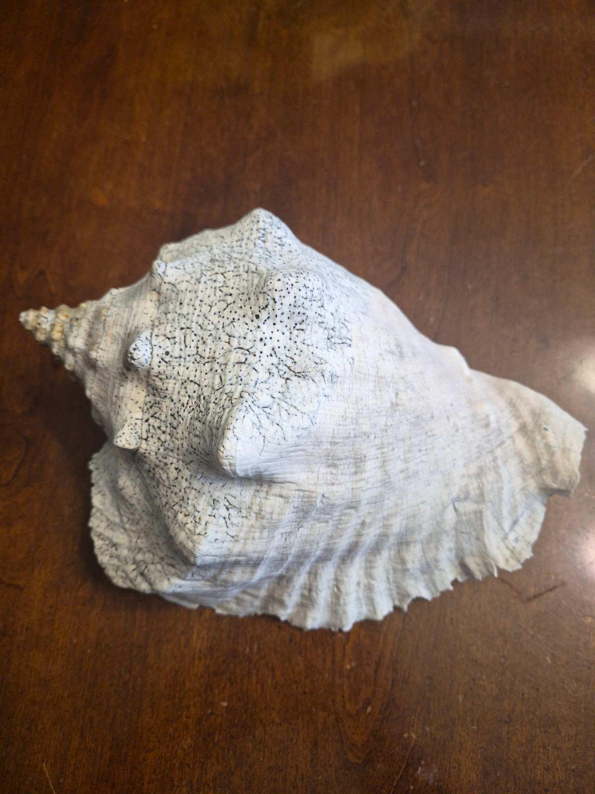 Vintage Weathered Queen Conch Shell Porus Beach Fossil Specimen 8.5 Inch